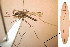  ( - CIEC-Cat-12-18)  @11 [ ] Copyright (2017) CIEC Centro de Investigaciones Entomológicas de Córdoba