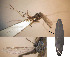  ( - CIEC-Cat-12-24)  @11 [ ] Copyright (2017) CIEC Centro de Investigaciones Entomológicas de Córdoba