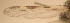  ( - CIEC-Cat-12-26)  @11 [ ] Copyright (2017) CIEC Centro de Investigaciones Entomológicas de Córdoba