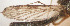  ( - CIEC-Cat-12-27)  @11 [ ] Copyright (2017) CIEC Centro de Investigaciones Entomológicas de Córdoba