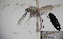  ( - CIEC-Fo-17-02)  @12 [ ] Copyright (2017) CIEC Centro de Investigaciones Entomológicas de Córdoba