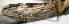  ( - CIEC-Fo-17-71)  @11 [ ] Copyright (2017) CIEC Centro de Investigaciones Entomológicas de Córdoba
