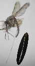  (Anopheles triannulatus - CIEC-Fo-17-72)  @12 [ ] Copyright (2017) CIEC Centro de Investigaciones Entomológicas de Córdoba