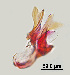  ( - CIEC-Mis-12-31)  @11 [ ] Copyright (2017) CIEC Centro de Investigaciones Entomológicas de Córdoba
