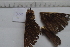  ( - MOTH701)  @11 [ ] CreativeCommons - Attribution Share-Alike (2024) Aditi Sunil Shere Kharwar Paul Hebert Centre for DNA Barcoding and Biodiversity Studies