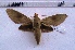  ( - MOTH123)  @13 [ ] Copyright (2011) Aditi S. Shere-Kharwar Paul Hebert Centre for DNA Barcoding and Biodiversity Studies (PHCDBBS)