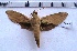  ( - MOTH124)  @13 [ ] Copyright (2011) Aditi S. Shere-Kharwar Paul Hebert Centre for DNA Barcoding and Biodiversity Studies (PHCDBBS)