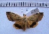  ( - MOTH125)  @13 [ ] Copyright (2011) Aditi S. Shere-Kharwar Paul Hebert Centre for DNA Barcoding and Biodiversity Studies (PHCDBBS)