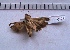  ( - MOTH129)  @12 [ ] Copyright (2011) Aditi S. Shere-Kharwar Paul Hebert Centre for DNA Barcoding and Biodiversity Studies (PHCDBBS)