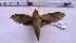  ( - MOTH136b)  @13 [ ] Copyright (2011) Aditi S. Shere-Kharwar Paul Hebert Centre for DNA Barcoding and Biodiversity Studies (PHCDBBS)