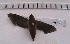  ( - MOTH141)  @12 [ ] Copyright (2011) Aditi S. Shere-Kharwar Paul Hebert Centre for DNA Barcoding and Biodiversity Studies (PHCDBBS)