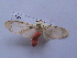  (Amerila eugenia - MOTH150)  @13 [ ] Copyright (2011) Aditi S. Shere-Kharwar Paul Hebert Centre for DNA Barcoding and Biodiversity Studies (PHCDBBS)