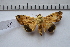  ( - MOTH603)  @13 [ ] Copyright (2012) Aditi S. Shere-Kharwar Paul Hebert Centre for DNA Barcoding and Biodiversity Studies (PHCDBBS)