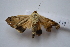  ( - MOTH619)  @13 [ ] Copyright (2012) Aditi S. Shere-Kharwar Paul Hebert Centre for DNA Barcoding and Biodiversity Studies (PHCDBBS)