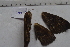  ( - MOTH699)  @11 [ ] Copyright (2013) Aditi S. Shere-Kharwar Paul Hebert Centre for DNA Barcoding and Biodiversity Studies (PHCDBBS)