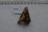  ( - MOTH712)  @12 [ ] Copyright (2013) Aditi S. Shere-Kharwar Paul Hebert Centre for DNA Barcoding and Biodiversity Studies (PHCDBBS)