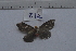  (Calesia stillifera - MOTH812)  @13 [ ] Copyright (2013) Aditi S. Shere-Kharwar Paul Hebert Centre for DNA Barcoding and Biodiversity Studies (PHCDBBS)
