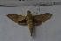  ( - MOTH866)  @13 [ ] Copyright (2013) Aditi S. Shere-Kharwar Paul Hebert Centre for DNA Barcoding and Biodiversity Studies (PHCDBBS)