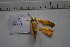 (Xanthodes intersepta - MOTH665)  @12 [ ] Copyright (2013) Aditi S. Shere-Kharwar Paul Hebert Centre for DNA Barcoding and Biodiversity Studies (PHCDBBS)