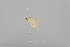  ( - CT00060)  @12 [ ] No Rights Reserved (2018) Patrick Strutzenberger University of Vienna Department of Botany and Biodiversity Research