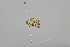  ( - CT00077)  @12 [ ] No Rights Reserved (2018) Patrick Strutzenberger University of Vienna, Department of Botany and Biodeversity Research