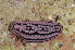  ( - ZMBN-105135)  @11 [ ] Creative Commons  CC BY-NC-SA 4.0 (2015) Manuel Malaquias University Museum of Bergen, Natural History Museum of Bergen - Zoological Department