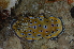  (Goniobranchus geminus - ZMBN-119779)  @11 [ ] Creative Commons  CC BY-NC-SA 4.0 (2017) Manuel Malaquias University Museum of Bergen, Natural History Museum of Bergen - Zoological Department