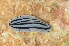  (Phyllidiidae - ZMBN-119786)  @11 [ ] Creative Commons  CC BY-NC-SA 4.0 (2017) Manuel Malaquias University Museum of Bergen, Natural History Museum of Bergen - Zoological Department