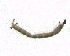  ( - BIM_TS_00038)  @11 [ ] CreativeCommons - Attribution (2010) Unspecified Centre for Biodiversity Genomics