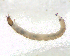  (Hudsonimyia - BIM_TS_00043)  @13 [ ] CreativeCommons - Attribution (2010) Unspecified Centre for Biodiversity Genomics
