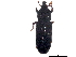  ( - BIOUG33357-C02)  @14 [ ] CreativeCommons - Attribution (2017) CBG Photography Group Centre for Biodiversity Genomics