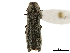  ( - BIOUG34208-B05)  @11 [ ] CreativeCommons - Attribution (2019) CBG Photography Group Centre for Biodiversity Genomics