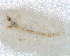  (Labrundinia fiorelinii - UFSCAR FL-00001)  @13 [ ] CreativeCommons - Attribution (2010) Unspecified Centre for Biodiversity Genomics
