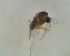 (Labrundinia paulae - UFSCAR FL-00007)  @13 [ ] CreativeCommons - Attribution (2010) Unspecified Centre for Biodiversity Genomics