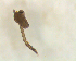  ( - UFSCAR FL-00015)  @12 [ ] CreativeCommons - Attribution (2010) Unspecified Centre for Biodiversity Genomics