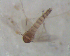  ( - UFSCAR FL-00027)  @11 [ ] CreativeCommons - Attribution (2010) Unspecified Centre for Biodiversity Genomics