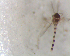  (Labrundinia reniformis - UFSCAR FL-00031)  @13 [ ] CreativeCommons - Attribution (2010) Unspecified Centre for Biodiversity Genomics