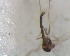  ( - UFSCAR FL-00036)  @12 [ ] CreativeCommons - Attribution (2010) Unspecified Centre for Biodiversity Genomics