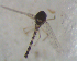  (Labrundinia sp - UFSCAR FL-00037)  @12 [ ] CreativeCommons - Attribution (2010) Unspecified Centre for Biodiversity Genomics