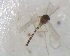  ( - UFSCAR FL-00042)  @13 [ ] CreativeCommons - Attribution (2010) Unspecified Centre for Biodiversity Genomics