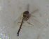  ( - UFSCAR FL-00044)  @11 [ ] CreativeCommons - Attribution (2010) Unspecified Centre for Biodiversity Genomics
