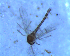  ( - UFSCAR FL-00054)  @11 [ ] CreativeCommons - Attribution (2010) Unspecified Centre for Biodiversity Genomics