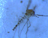  (Monopelopia sp - UFSCAR FL-00097)  @13 [ ] CreativeCommons - Attribution (2010) Unspecified Centre for Biodiversity Genomics