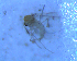  ( - UFSCAR FL-00100)  @12 [ ] CreativeCommons - Attribution (2010) Unspecified Centre for Biodiversity Genomics