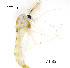  (Chironomus agilis - CH185)  @11 [ ] Unspecified (default): All Rights Reserved (2019) Chao Song Nankai University