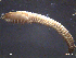  ( - L1SED1-39)  @13 [ ] Unspecified (default): All Rights Reserved  Unspecified Unspecified