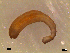  (Notomastus profondus - RR132)  @13 [ ] Unspecified (default): All Rights Reserved  Unspecified Unspecified