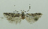  (Pseudotelphusa confixa - MFN-00066)  @11 [ ] Copyright (2012) Aleksei Bidzilya University of Kiev, Ukraine