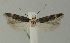  (Pseudotelphusa albisignata - MFN-00139)  @11 [ ] Copyright (2012) Aleksei Bidzilya University of Kiev, Ukraine