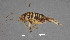  ( - CSU-TJM006)  @11 [ ] CC0 1.0 (Public-domain) (2024) Department of Bioagricultural Sciences C.P. Gillette Museum of Arthropod Diversity, Colorado State University